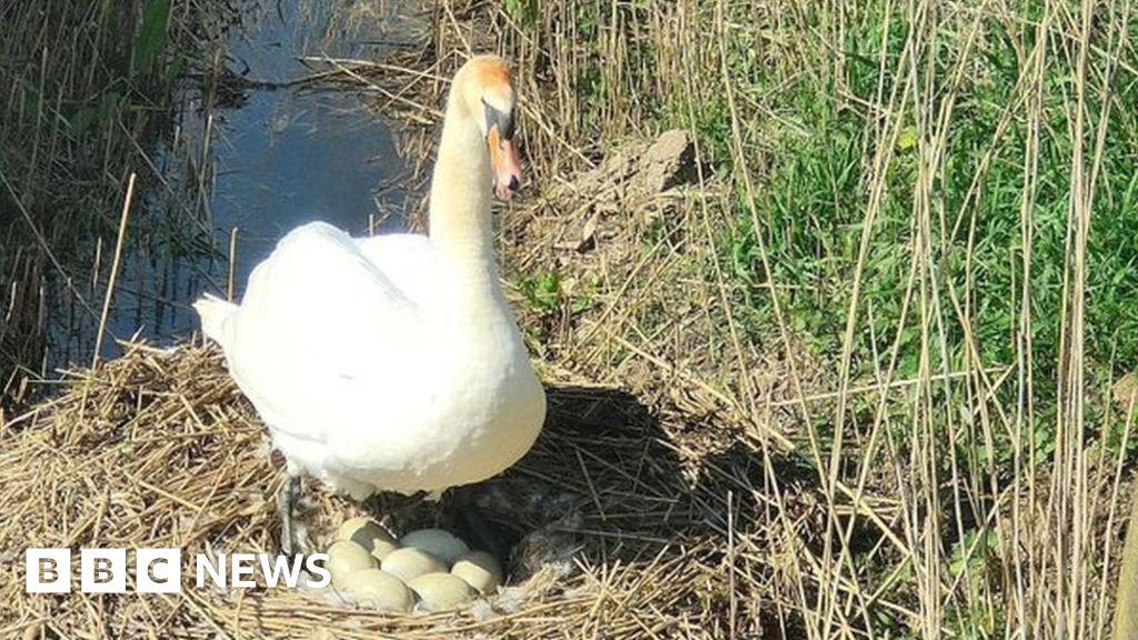 South Somercotes swans killed and eggs stolen