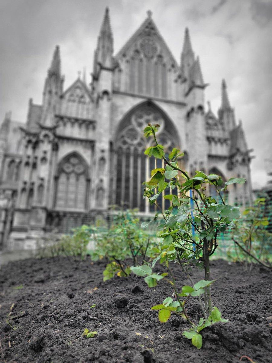 We’re pleased to share our stolen roses have been recovered!
Following reports by witnesses, @LincsPolice located and recovered the roses. No further action will be taken and we’re happy to have a positive. 
Thank you to everyone for your help and support. 