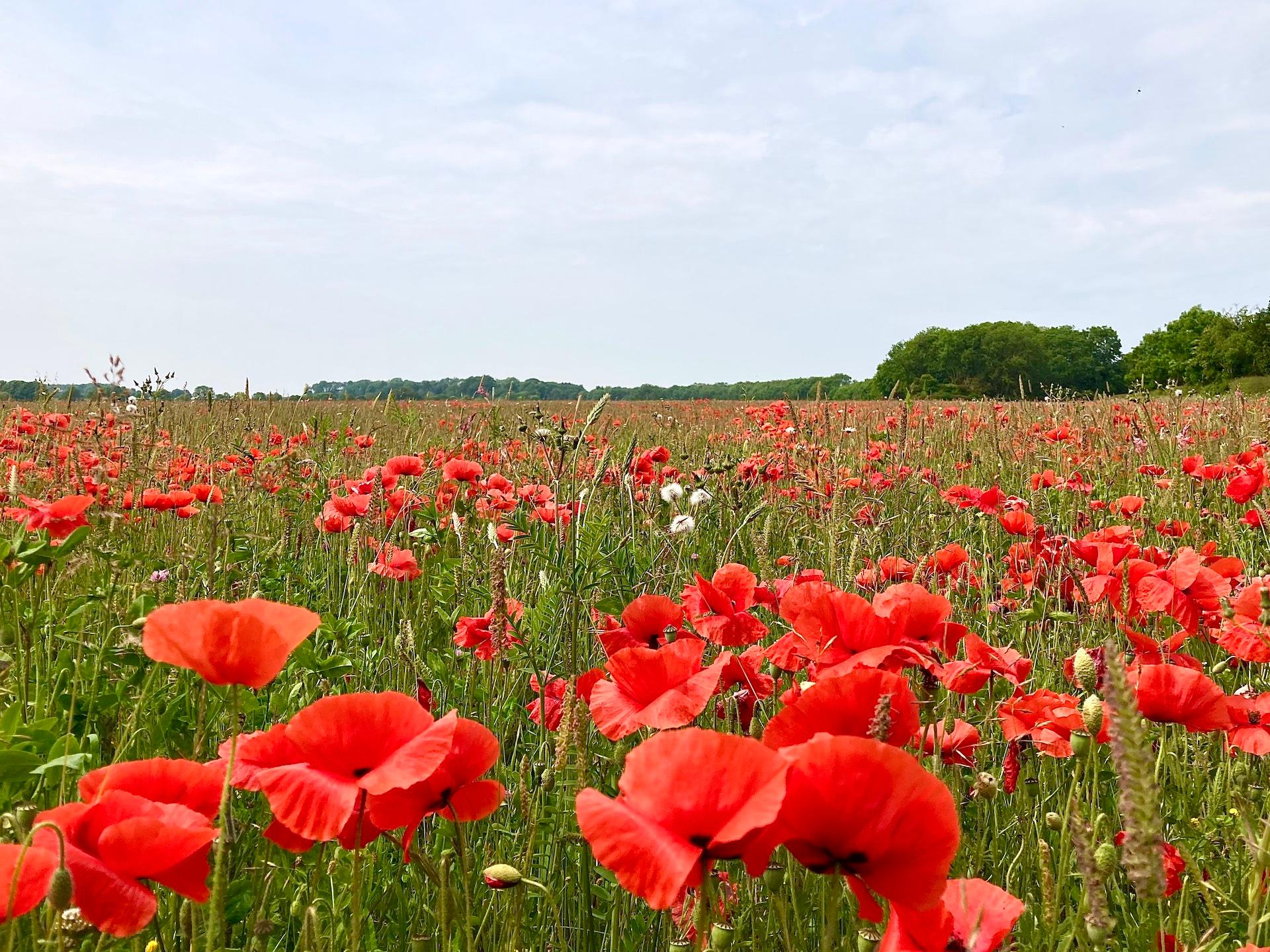 Underneath the vast sky, a vibrant 🌺 poppy field in Tathwell, at the heart of the Lincolnshire Wolds. Truly, the epitome of beauty! 🏴󠁧󠁢󠁥󠁮󠁧󠁿✨