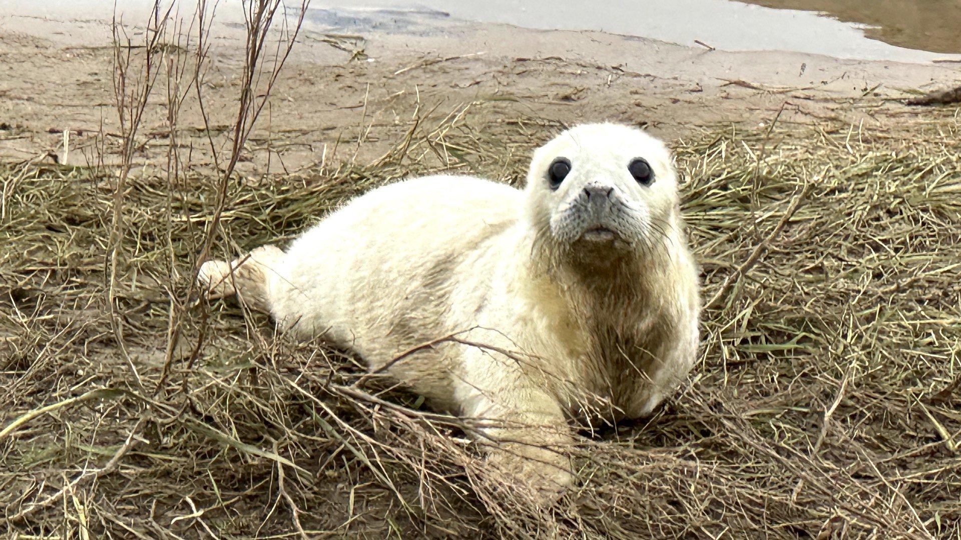 Donna Nook: Over 2,000 seals on Lincolnshire coast for birthing season
